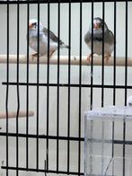 Mooie jonge bonte zebravinken, Dieren en Toebehoren, Vogels | Overige Vogels, Geslacht onbekend, Tropenvogel