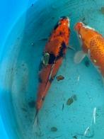 Showa, japanse koi, Karper of Koi