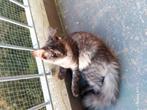 Maincoon kitten laatste, Dieren en Toebehoren, Katten en Kittens | Raskatten | Langhaar, Poes, Ontwormd
