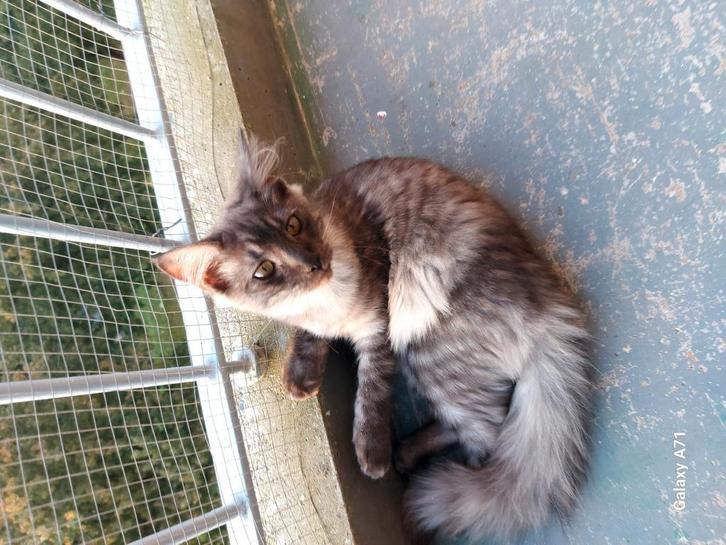 Maincoon kitten laatste, Dieren en Toebehoren, Katten en Kittens | Raskatten | Langhaar, Poes, Ontwormd