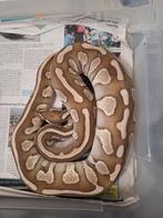 Ballpythons, koningspythons, Slang