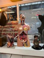 Grote anatomische buste compleet, Ophalen