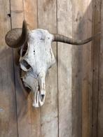 Mooie koe stoere koe schedel, Ophalen of Verzenden, Zo goed als nieuw, Boerderijdier, Schedel