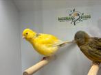 Fife fancy kanarie, Dieren en Toebehoren, Vogels | Kanaries, Meerdere dieren, Postuurkanarie