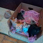 Lieve speelse kittens, Dieren en Toebehoren, Katten en Kittens | Overige Katten, Meerdere dieren, Kortharig, 0 tot 2 jaar