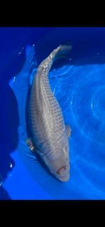 (19) Koi / Koi karper - Ochiba 50 cm., Karper of Koi