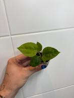 Zaailing van anthurium (forgetii x regale) x self, Huis en Inrichting, Kamerplanten, Ophalen of Verzenden, Overige soorten, Minder dan 100 cm