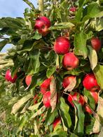 Appelboom te koop!, Ophalen, Lente, Volle zon, In pot