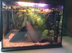 Superfish aquarium 40 liter en 42B x 34L x 27D cm., Dieren en Toebehoren, Vis, Zoetwatervis