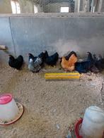 Jonge raszuivere wyandotte kriel kippen, Dieren en Toebehoren, Pluimvee, Vrouwelijk, Kip