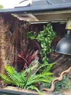 Terrarium met warmtelamp, Dieren en Toebehoren, Ophalen