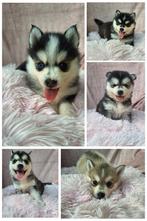 Nestje van 5 prachtige pomsky pups 🥰 mini husky pups, Dieren en Toebehoren, Reu, CDV (hondenziekte), 8 tot 15 weken, Poolhond