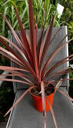 Cordyline australis Red Star, Tuin en Terras, Planten | Tuinplanten, Ophalen, Zomer, Overige soorten, Volle zon