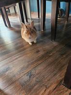 Friendly bunny, Dieren en Toebehoren, Vrouwelijk, Dwerg, 0 tot 2 jaar