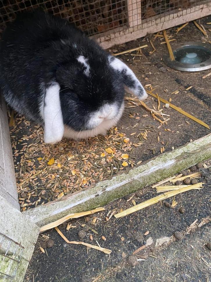 Gratis af te halen , konijn incl hok, Dieren en Toebehoren, Konijnen, Vrouwelijk