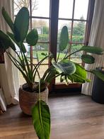 Strelizia te koop in mand, Huis en Inrichting, Kamerplanten, Ophalen, 100 tot 150 cm, Overige soorten, In pot