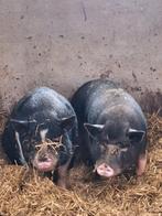 2 mooi mini varkens, Dieren en Toebehoren, Overige Dieren, Januari, Meerdere dieren