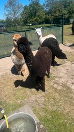 Alpaca merrie zwart, Dieren en Toebehoren, Overige Dieren, Vrouwelijk, Voor 1 juli 2024