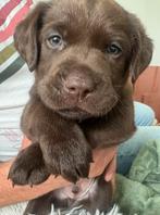 Bruine labradorpups, Dieren en Toebehoren, Honden | Retrievers, Spaniëls en Waterhonden, CDV (hondenziekte), 8 tot 15 weken, Labrador retriever
