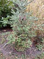 Abies Koreana/ koreaanse zilverspar, Ophalen, Overige soorten, Struik, 100 tot 250 cm