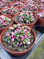Succulent Anacampseros Rufescens Varigata uit Zuid Afrika., Vetplant, Ophalen of Verzenden, In pot, Minder dan 100 cm