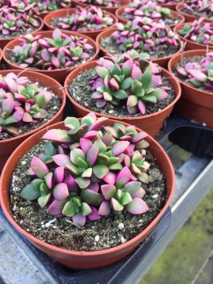Succulent Anacampseros Rufescens Varigata uit Zuid Afrika., Huis en Inrichting, Kamerplanten, Vetplant, Minder dan 100 cm, Bloeiende kamerplant
