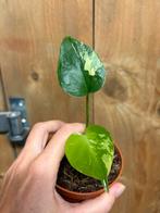 Monstera deliciosa variegata plant lemon mint large form, Huis en Inrichting, Ophalen of Verzenden, Halfschaduw, Minder dan 100 cm