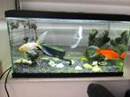 Compleet aquarium met 3 goudvissen – €20, Dieren en Toebehoren, Vissen | Aquaria en Toebehoren, Ophalen, Zo goed als nieuw, Gevuld zoetwateraquarium