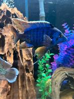 Aulonocara malawi cichlide, Dieren en Toebehoren, Vis, Zoetwatervis