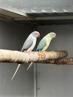 Grijs opaline bleekstaart x aqua blauw opaline bleekstaart, Meerdere dieren, Parkiet, Geringd