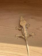 Wimpergekko vrouw, Dieren en Toebehoren, Hagedis, Tam, 0 tot 2 jaar