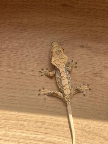 Wimpergekko vrouw beschikbaar voor biedingen