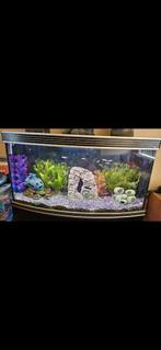 Aquarium vissen, Dieren en Toebehoren, Vissen | Aquaria en Toebehoren, Ophalen, Gebruikt, Gevuld zoetwateraquarium