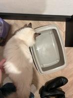 Kitten kattenbak beige, Ophalen, Zo goed als nieuw, Open