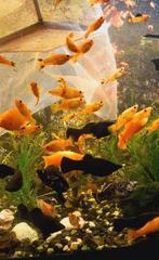 Fishes for sale, Dieren en Toebehoren, Vis