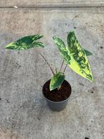 Alocasia Zebrina Variegata, Ophalen of Verzenden, Halfschaduw, Minder dan 100 cm