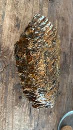 Kies van een mammoet, Verzamelen, Ophalen of Verzenden, Fossiel