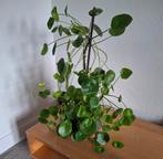 Gigantisch grote pannenkoek plant 65 cm, Ophalen, Overige soorten, Halfschaduw, Minder dan 100 cm