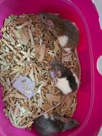 3 mannelijke rittens, Dieren en Toebehoren, Knaagdieren, Rat, Mannelijk, December, Tam