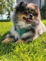 Pomeriaan Pomeranian Reu Tan Merle, Particulier, Keeshond, Reu, 1 tot 2 jaar