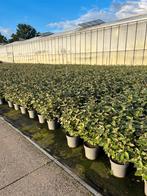Elaeagnus Ebbingei 'Compacta', Bloeit niet, Overige soorten, 100 tot 250 cm, Ophalen