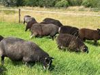 Gekeurde Stamboek swifter dekrammen ( blauwe en dassenkop), Dieren en Toebehoren, Schapen, Geiten en Varkens, Mannelijk, Schaap