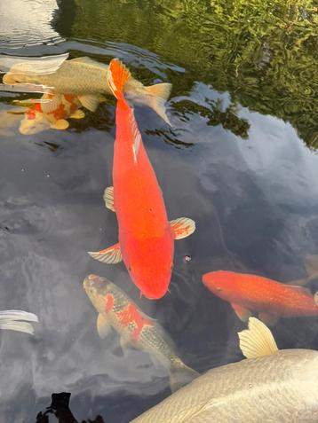 Complete koi bestand 10 stuks beschikbaar voor biedingen