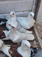 Koppel stralsunders, Dieren en Toebehoren, Vogels | Duiven, Meerdere dieren, Overige soorten