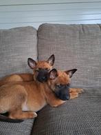 Puppy`s mechelse herder, Dieren en Toebehoren, Honden | Herdershonden en Veedrijvers, 8 tot 15 weken, Meerdere, Meerdere dieren