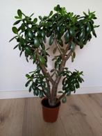 Crassula ovata, geldboom 70 cm. hoog., Huis en Inrichting, Kamerplanten, Ophalen, Vetplant, Halfschaduw, In pot