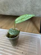 Philondendron Cebu Blue, Huis en Inrichting, Kamerplanten, Ophalen of Verzenden, Overige soorten, Minder dan 100 cm