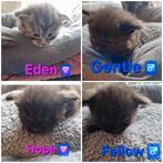 Main Coon kittens met stamboom, Dieren en Toebehoren, Gechipt