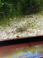 Mini-Japonica Garnalen, Kreeft, Krab of Garnaal, Zoetwatervis