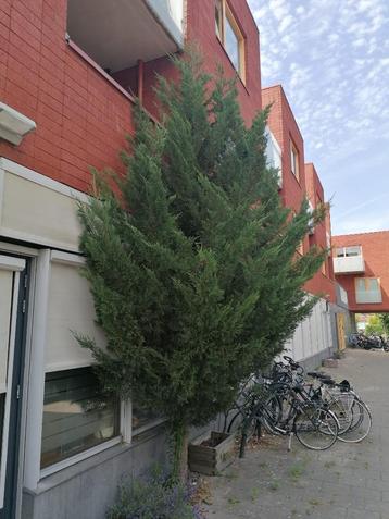mooie grote conifeer boom (ongeveer 4 Meter hoog) beschikbaar voor biedingen